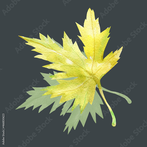 Autumn maple leaves.Image on a white and colored background.
