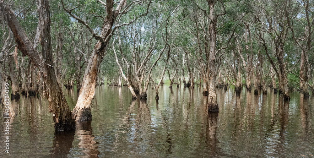 The ancient Mangrove forest with the reflect tranquil water at noon in Rayong province, Thailand. The ancient Mangrove forest with the reflect tranquil water at noon in Rayong province, Thailand.