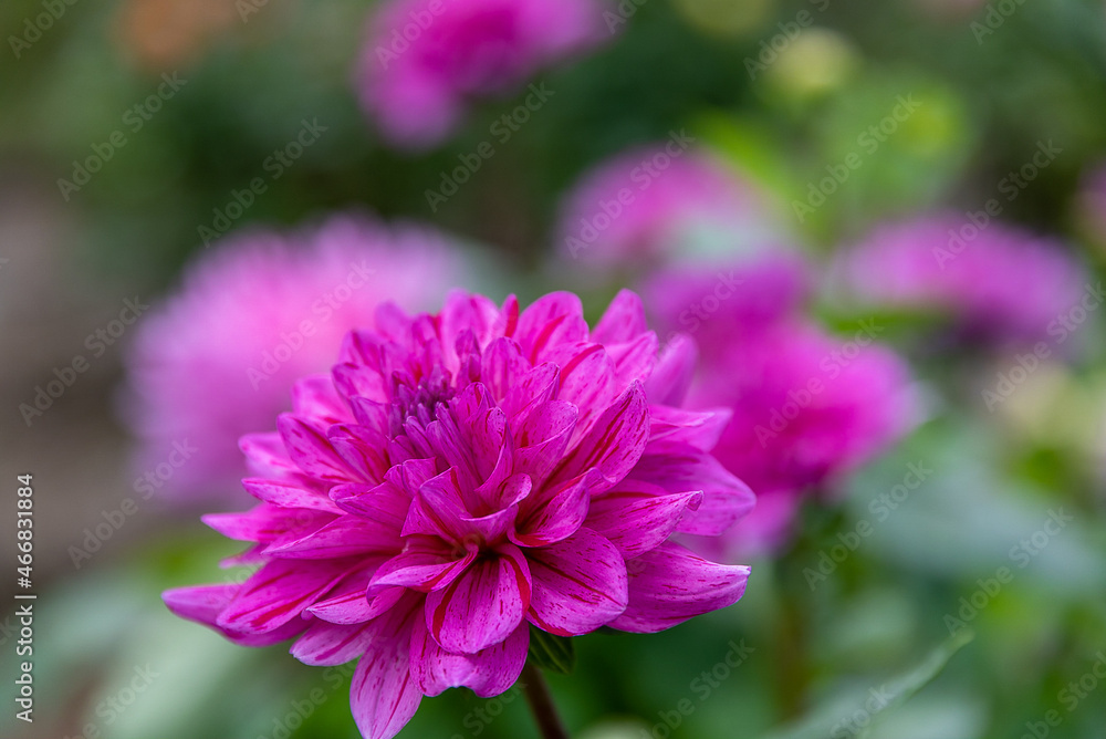 Dahlia Dahlia