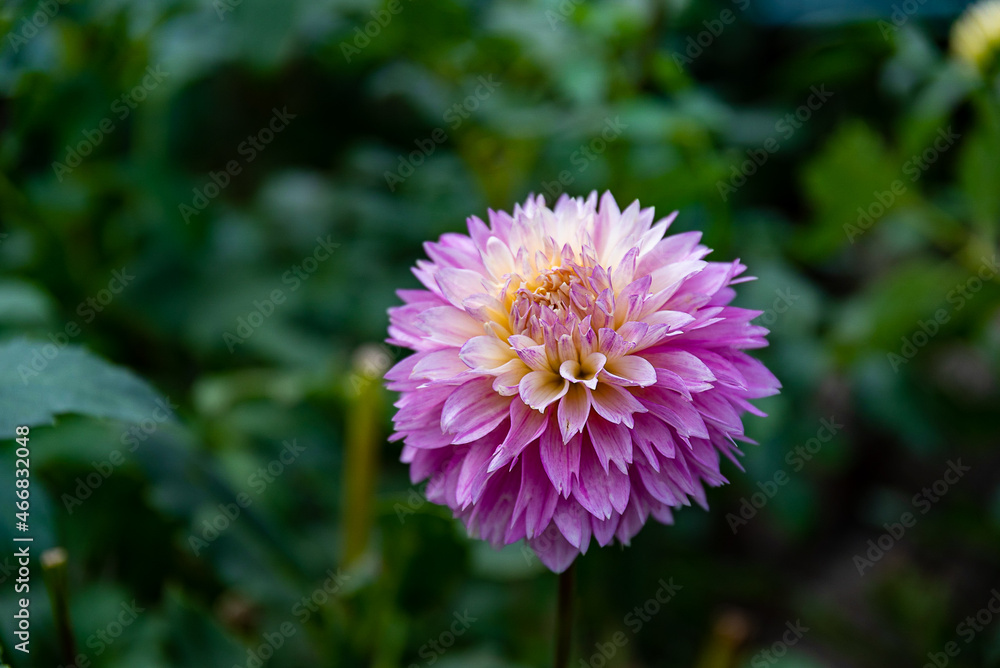 Dahlia Dahlia