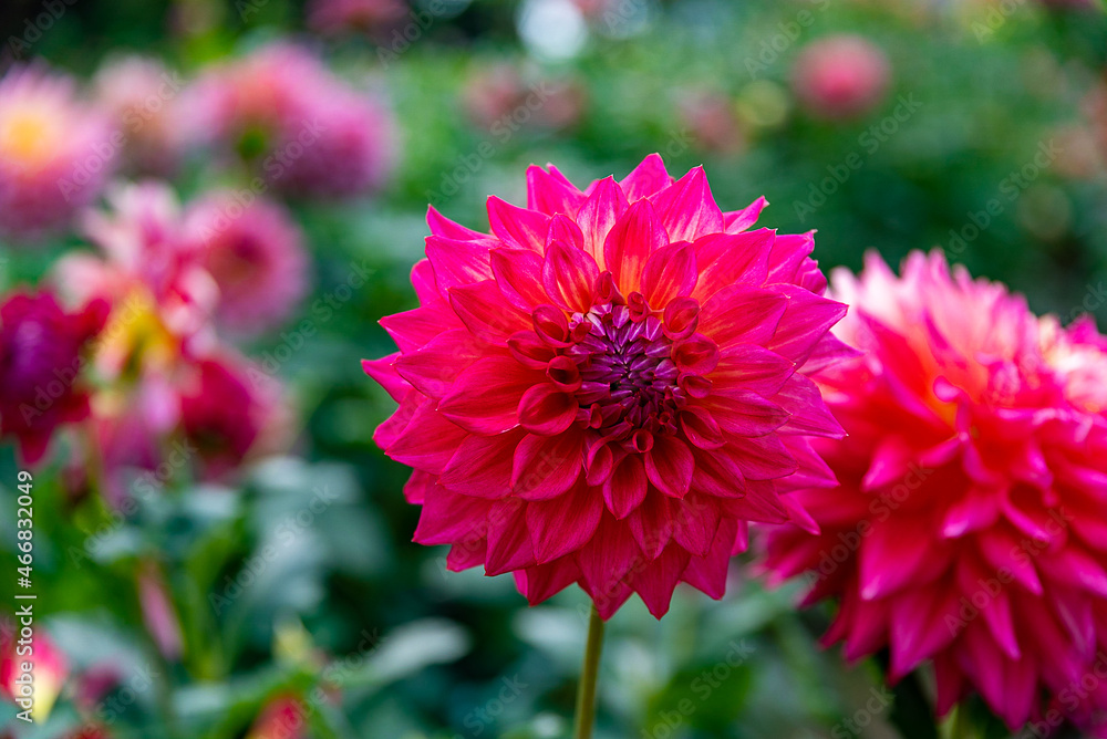 Dahlia Dahlia