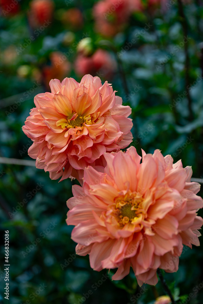 Dahlia Dahlia