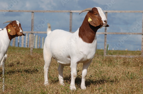 Beautiful female Boer Goats on the farm