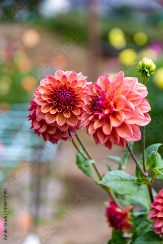 Dahlia