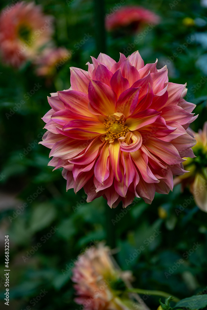 Dahlia Dahlia