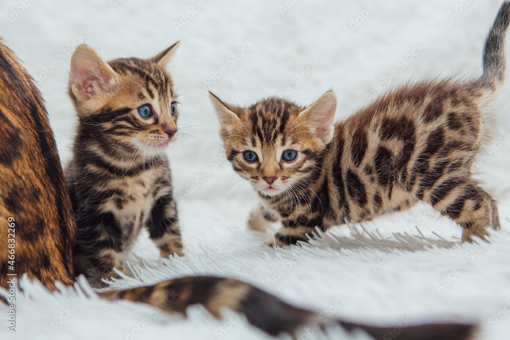 Two cute bengal kittens playing on a furry white blanket.