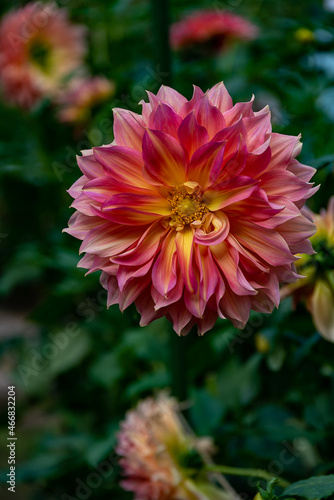 Dahlia