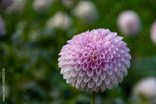 Dahlia