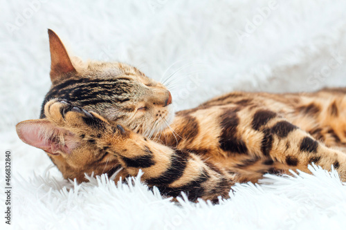 Bengal kitty cat laying on the white fury blanket