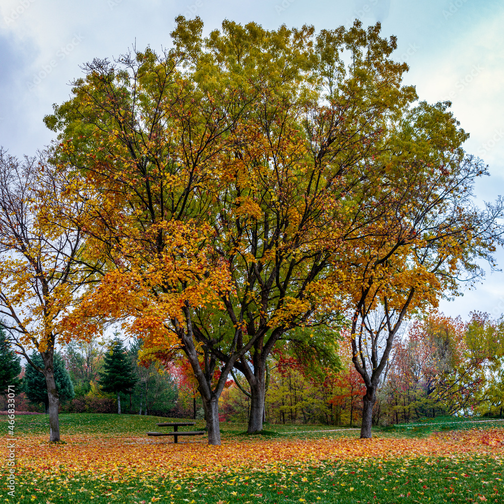 Late Authumn Season in a Park.