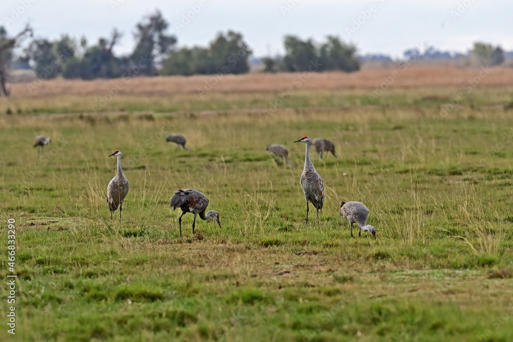 Lesser Sandhill Crane - Merced NWR, Los Banos Lesser Sandhill Crane - Merced NWR, Los Banos