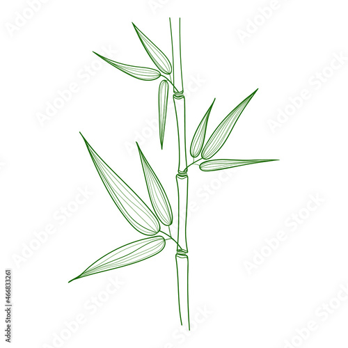 Bamboo stem with leaves, green on white background. Botanical hand drawn illustration