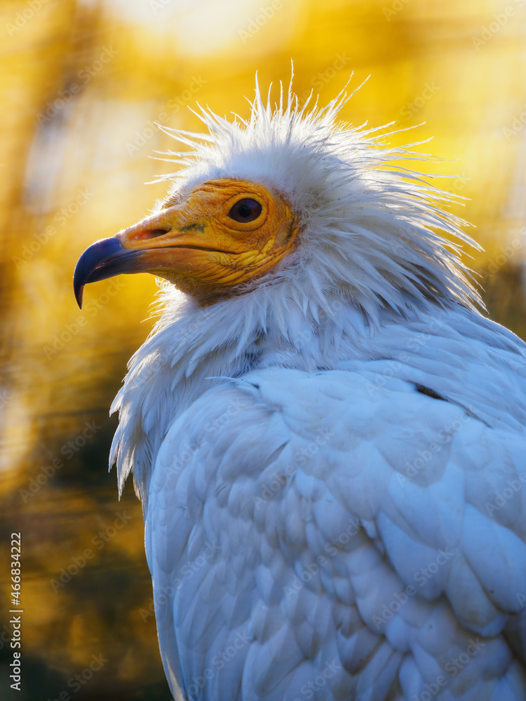 A scavenger white vulture with an orange head. A scavenger white vulture with an orange head.