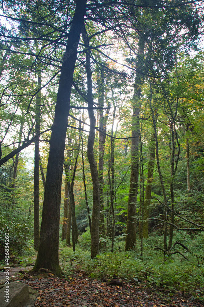 Fototapeta premium The Great Smoky Mountains National Park