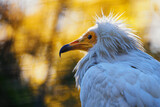 A scavenger white vulture with an orange head.