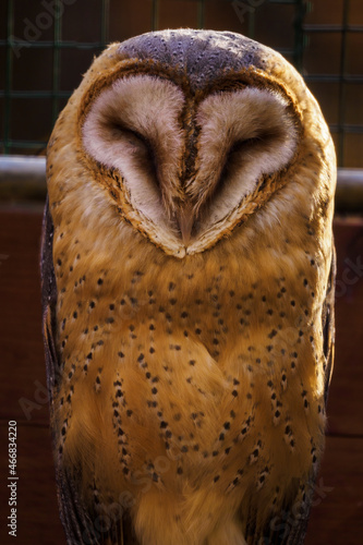 Fototapeta Naklejka Na Ścianę i Meble -  Barn Owl in detail on the face.
