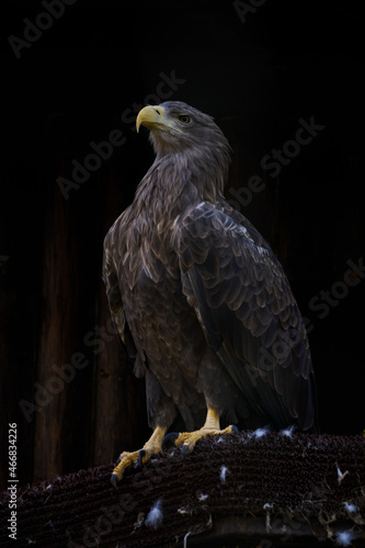 Sea eagle looking with dark background.