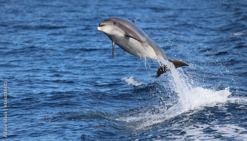 Naklejka premium dolphin jumping the water