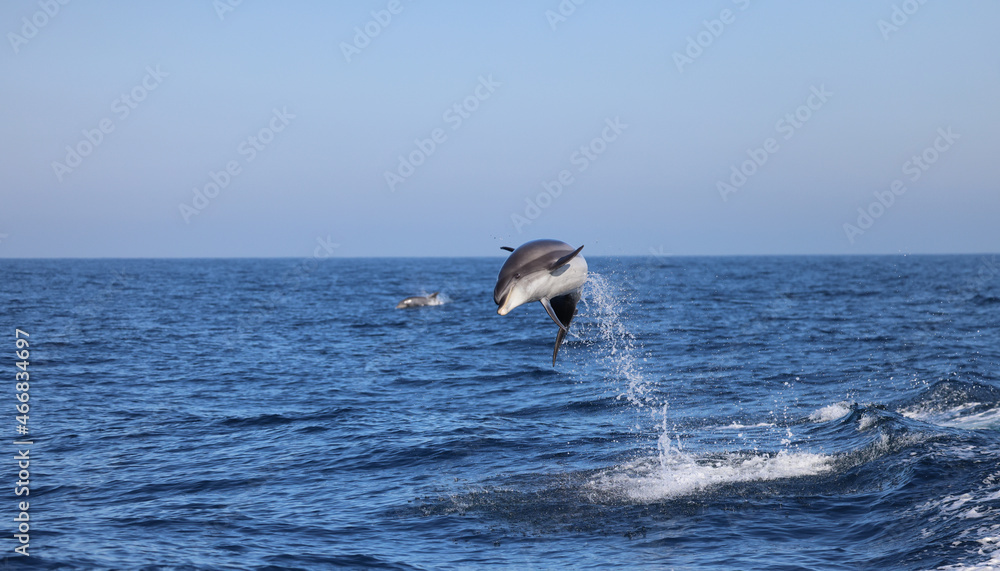 Naklejka premium dolphin jumping in water