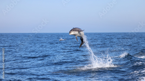 Fotografi dolphin jumping out of water, bottlenose