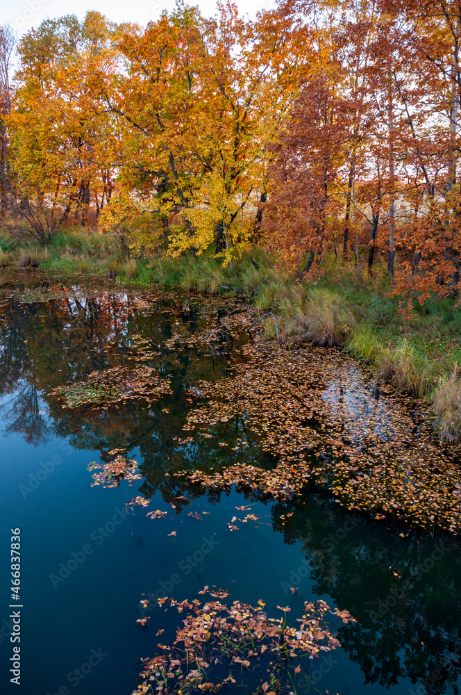 Autumn landscape: Orange trees along the lake Autumn landscape: Orange trees along the lake