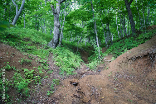 Ravine in the forest.