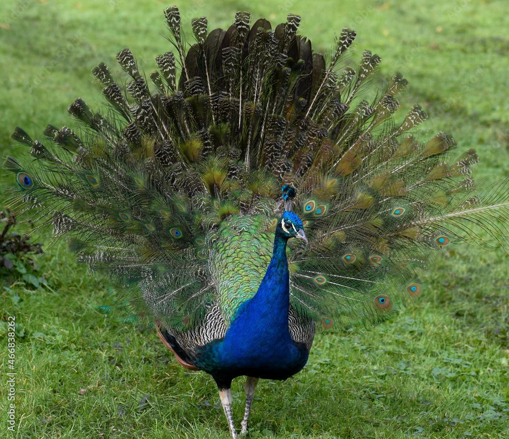 Obraz premium peacock with feathers