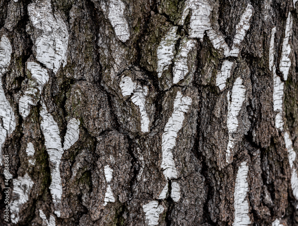 Close-up of tree bark texture Close-up of tree bark texture