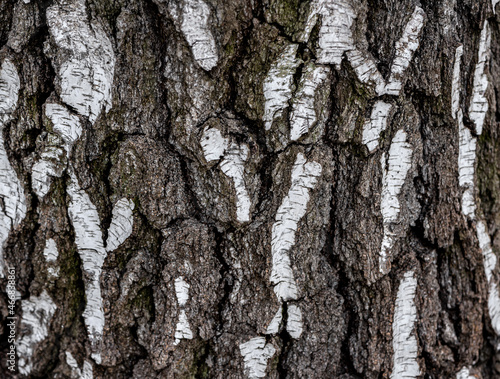 Fototapeta Naklejka Na Ścianę i Meble -  Close-up of tree bark texture