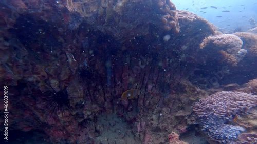 Wallpaper Mural Under water FILM in 4K Corals and Tropical Fish - Yellow striped fish hovering around and above brown coral reef rock in southern Thailand Torontodigital.ca