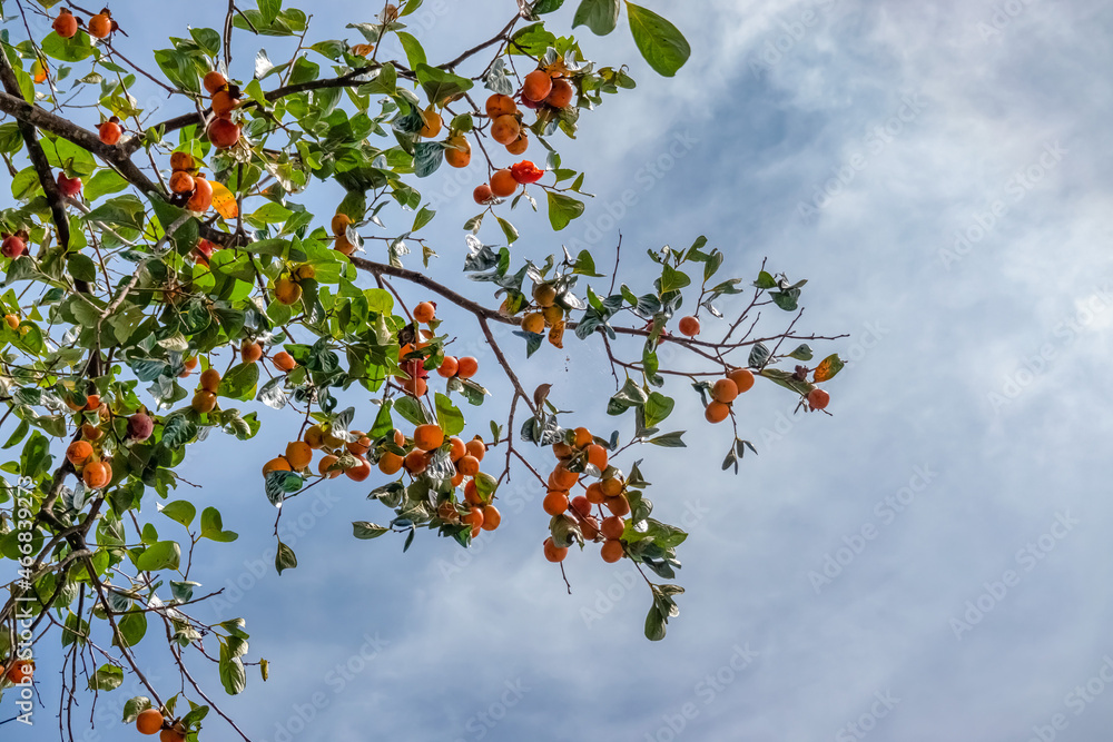 Raw Material Farm Diospyros kaki fruit or Persimmons are exposed to the sun and natural wind like the Japanese and Korean Hoshigaki method, Da Lat, Vietnam Raw Material Farm Diospyros kaki fruit or Persimmons are exposed to the sun and natural wind like the Japanese and Korean Hoshigaki method, Da Lat, Vietnam