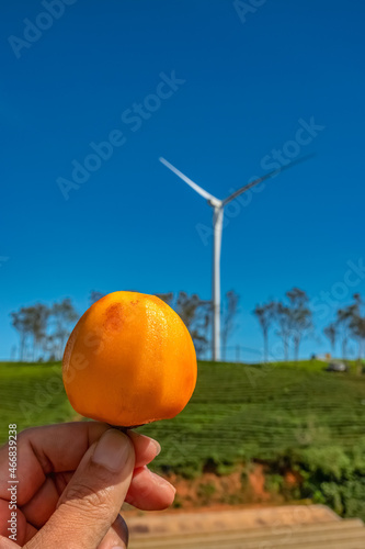 Diospyros kaki fruit or Persimmons are exposed to the sun and natural wind li...