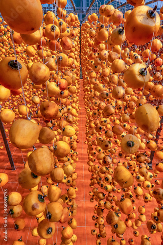 Diospyros kaki fruit or Persimmons are exposed to the sun and natural wind li...