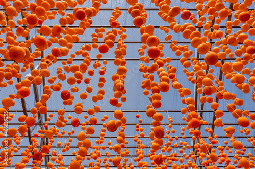 Diospyros kaki fruit or Persimmons are exposed to the sun and natural wind li...