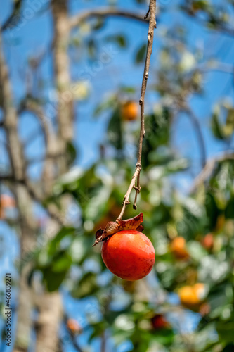 Raw Material Farm Diospyros kaki fruit or Persimmons are exposed to the sun a...