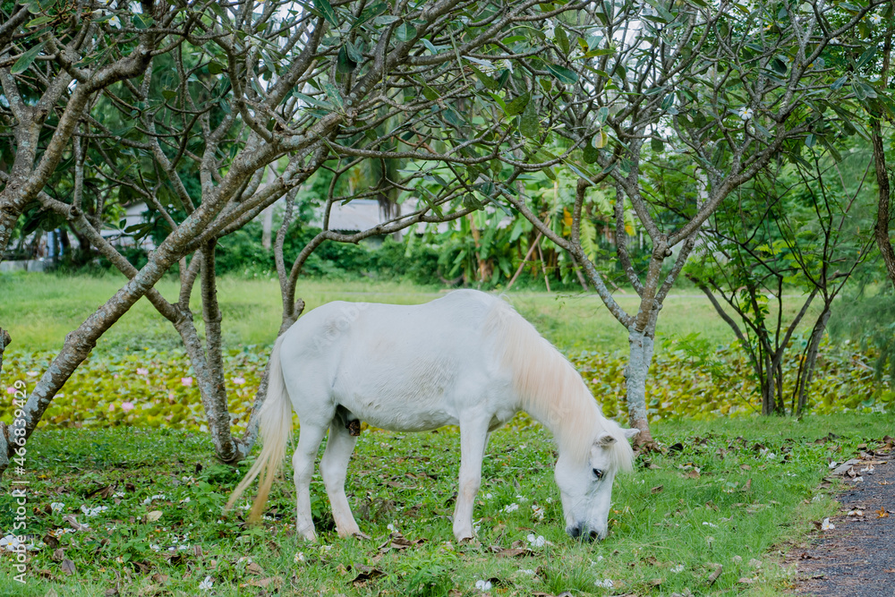 White and grey horse grazing in woodland on autumn day. Wild horse feeding in natural habitat. Focus on horses head. White and grey horse grazing in woodland on autumn day. Wild horse feeding in natural habitat. Focus on horses head.