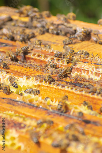 Proceso de apicultura org  nica y   tica