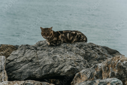 bengal cat on the rock