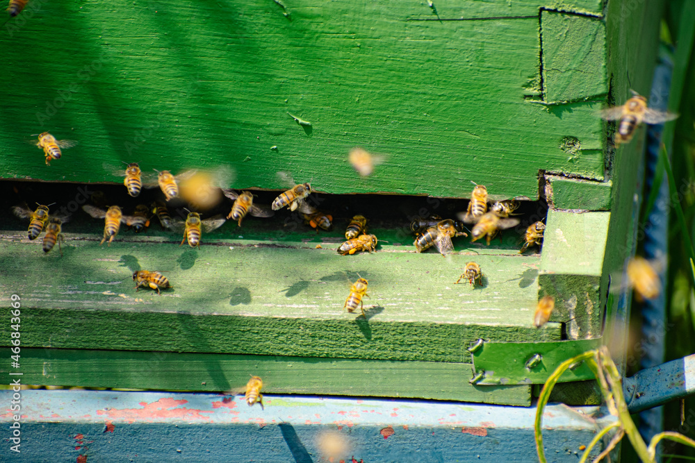 Proceso de apicultura orgánica y ética - obrazy, fototapety, plakaty 