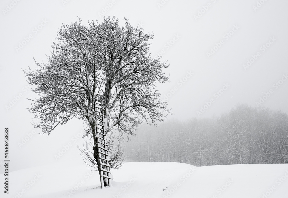 Baum in einer Winterlandschaft Baum in einer Winterlandschaft