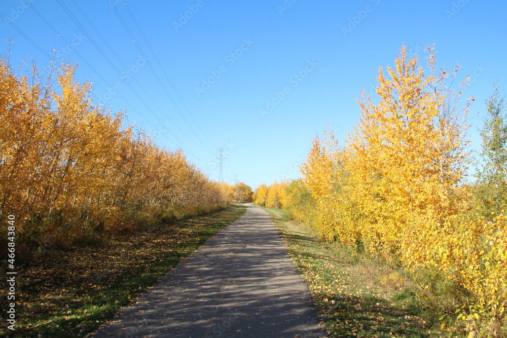 Obraz premium path in autumn forest