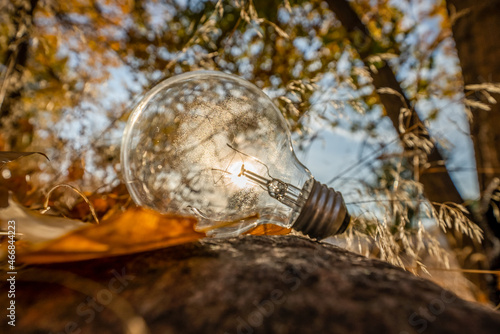 light bulb in the garden