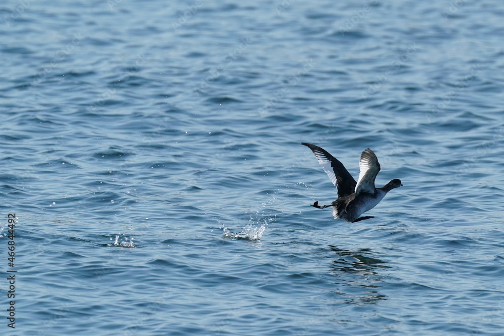 black necked grebe in the sea