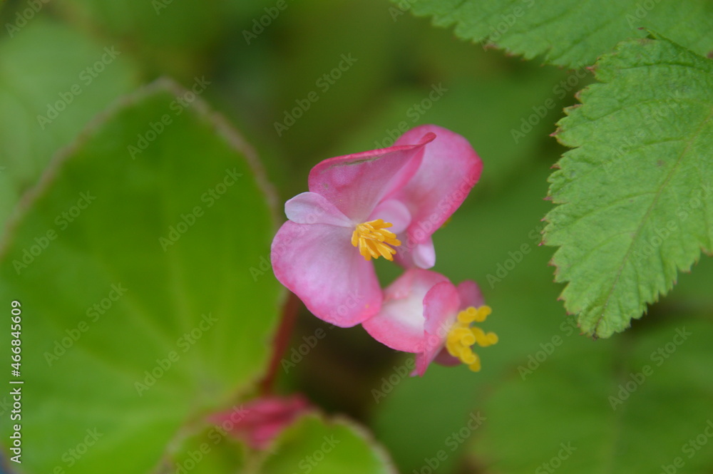 bee on flower bee on flower