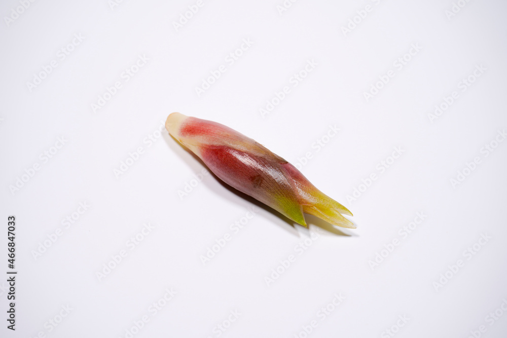 みょうが みょうが
