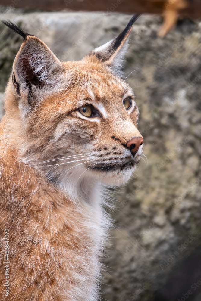 Obraz premium Portrait of The Eurasian lynx close-up, lat. Lynx lynx