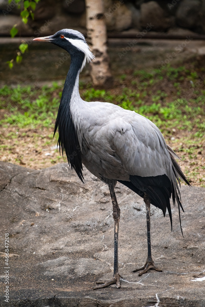 Obraz premium The demoiselle crane, lat. Anthropoides virgo or Grus virgo in zoo