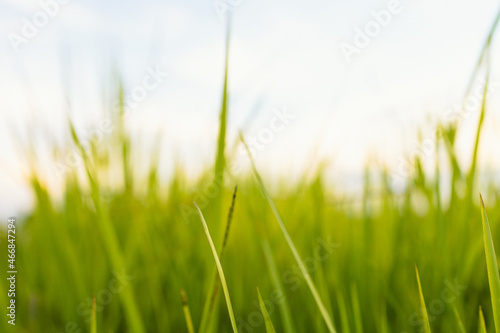 Fresh green grass in nature at sunset