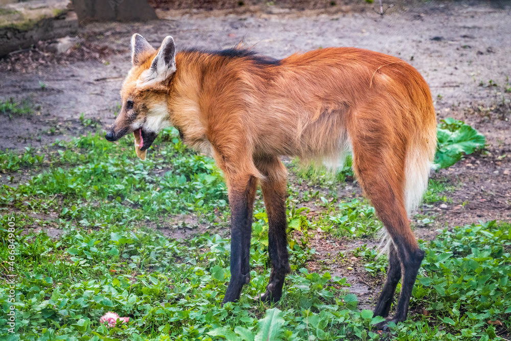Maned wolf, Chrysocyon brachyurus, walking in the grass Maned wolf, Chrysocyon brachyurus, walking in the grass