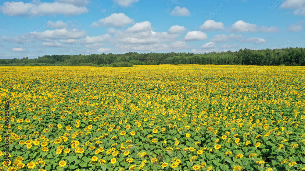 Sunflowers field over blue cloudy sky